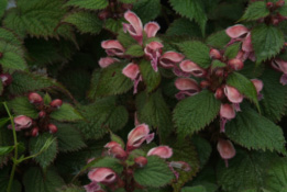 Lamium orvala  bestellen